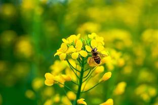 直挂死角！曼城官方：小蜘蛛对狼队任意球破门当选9月最佳进球